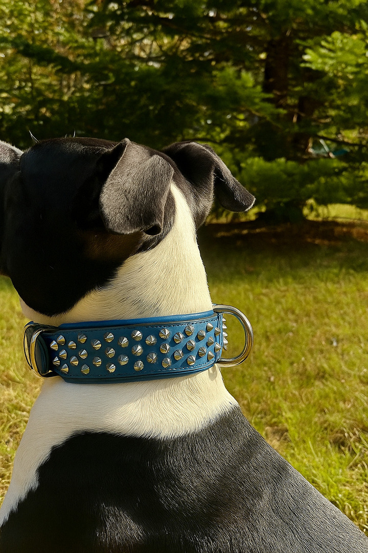 Leather Dog collar